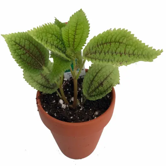 Moon Valley Plant - Pilea mollis - Vibrant & Unique Houseplant - 2" Pot {7}