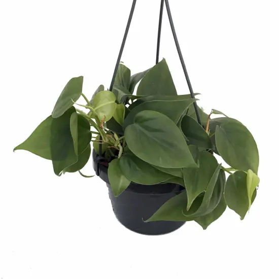Heart Leaf Philodendron cordatum - Easiest House Plant to Grow-6" Hanging Basket {1}