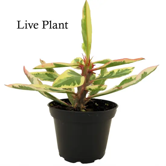 Rare White Lightening Crown of Thorns Plant - Euphorbia - 2.5" Pot - Trending {2}