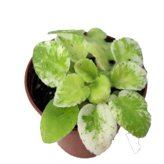 Dark Kiss Miniature African Violet - 2" Pot - Violet Collector's Series {3}