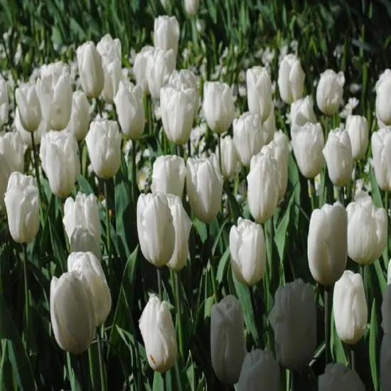 White Flag Triumph Tulip 7 Bulbs - 12/+ cm Bulbs {3}