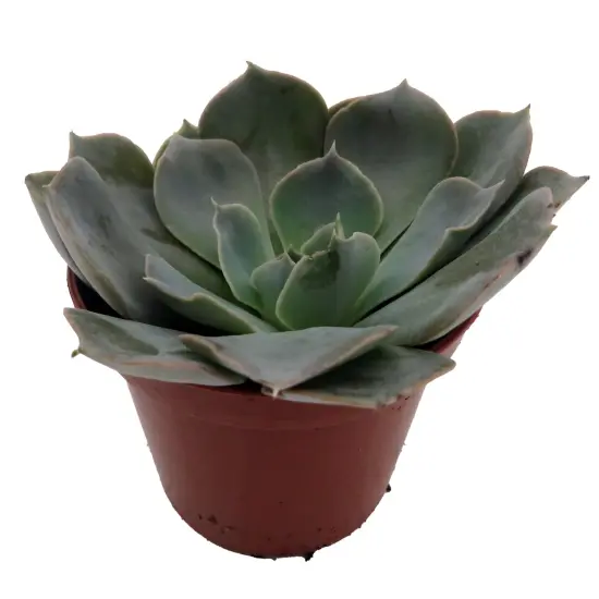 Truffles Succulent Plant - Echeveria shavianna - 2.5" Pot {4}