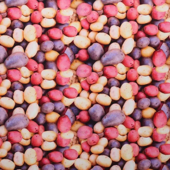 Mook Fabrics Fruit-Vegetables Cotton Fabric [45 in. Wide] - By The Yard Potatoes {1}