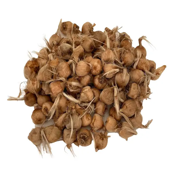 Saffron Crocus 100 Bulbs + Saffron Bulb Food - Crocus Sativus {1}