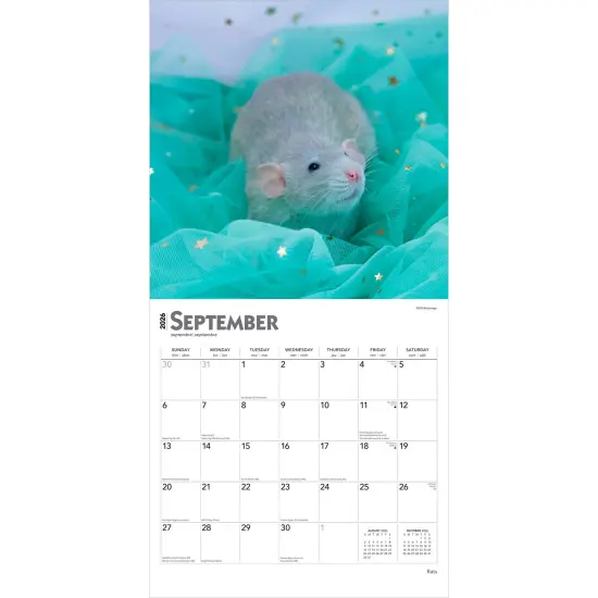 Rats | 2026 12 x 24 Inch (Hanging) Monthly Square Wall Calendar | Plastic-Free {4}