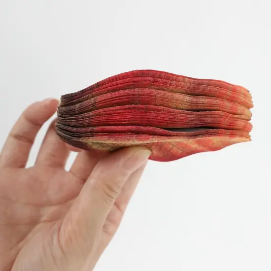 200 PCS Fall Leaves Assorted Color Artificial Magnolia Leave {3}