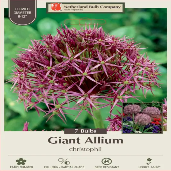 Christophii Persian Allium 7 Bulbs - Flowering Onion - 12/14 cm {1}
