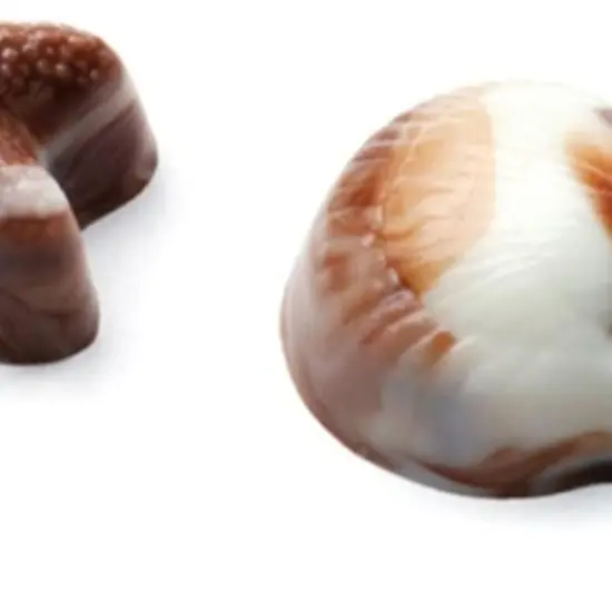 Seashell Continental Chocolate Mold {2}