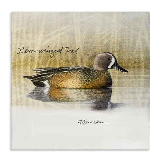 Stupell Industries Blue Winged Teal Duck Canvas Wall Art Design by Jadei Graphics {1}