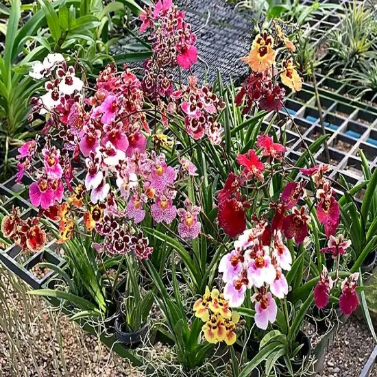 Tiny Dancer- Tolumnia- Miniature Orchid Plant without Flower Spike - 2" Pot - Beautiful House Plant {7}