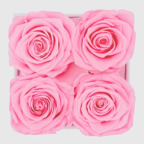 Real Long Lasting Roses for Years {1}