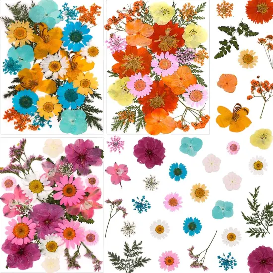 66Pcs Dried Pressed Flowers {1}