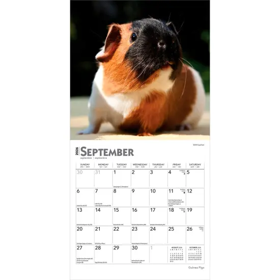 Guinea Pigs | 2026 7 x 14 Inch (Hanging) Monthly Mini Wall Calendar {4}