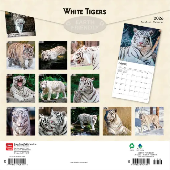 White Tigers | 2026 12 x 24 Inch (Hanging) Monthly Square Wall Calendar | Plastic-Free {2}