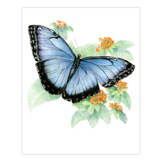AVS-DME202 | Drawing Made Easy&trade; 26pc 8" x 10" Butterflies 4 Project Box Set {5}