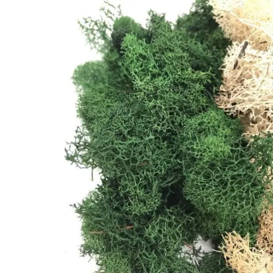 MOSS - Preserved Reindeer MOSS - Dark Green Natural Spring MIX {5}