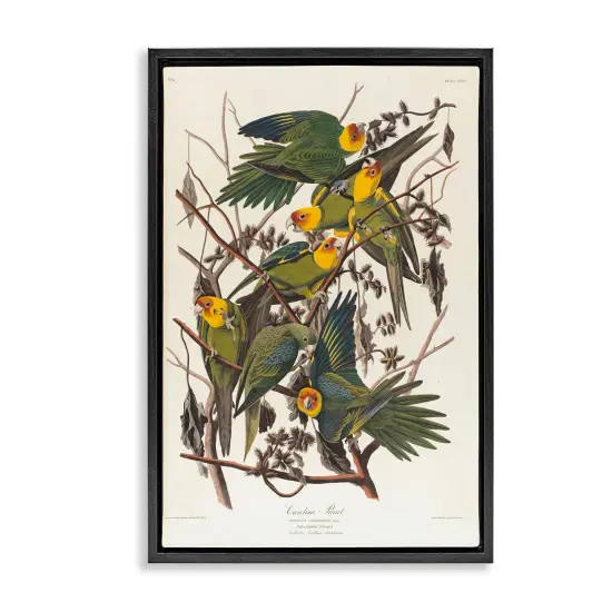 Stupell Industries Classic Carolina Parrot Study Framed Floater Canvas Wall Art Design by one1000paintings {1}