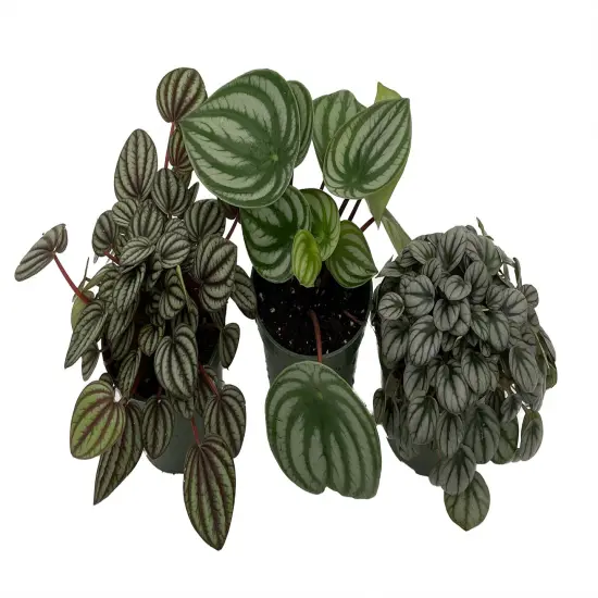 Peperomia Assortment - 3 Pack in 4" Pots {1}