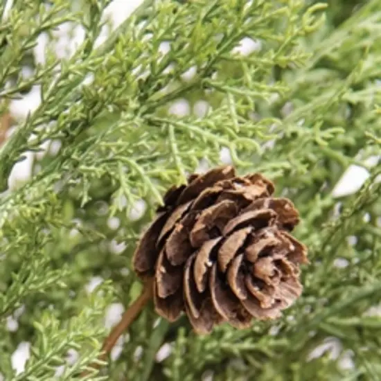 19" Western Dark Cedar and Pine-cone Bush with Flexible Wrapped Stem {2}