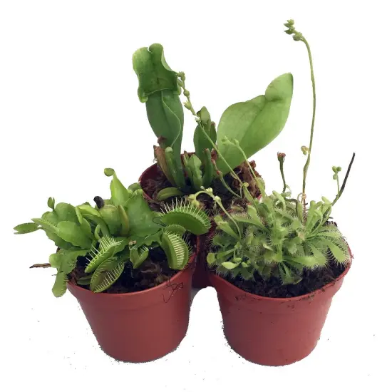 Carnivorous Terrarium Plants - Assortment of 3 Plants in 2" Pots {1}