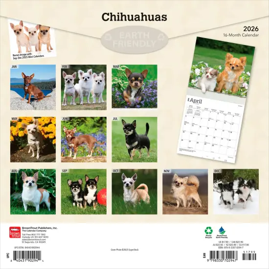 Chihuahuas | 2026 12 x 24 Inch (Hanging) Monthly Square Wall Calendar | Plastic-Free {2}
