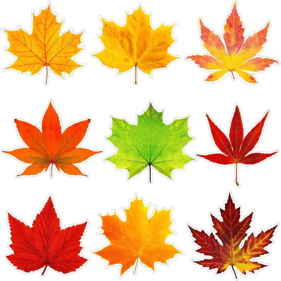 Thanksgiving Fall Bulletin Board Decorations {1}