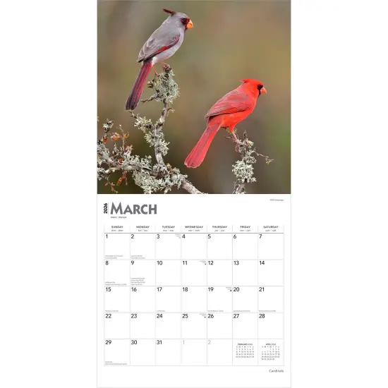 Cardinals | 2026 12 x 24 Inch (Hanging) Monthly Square Wall Calendar | Plastic-Free {3}