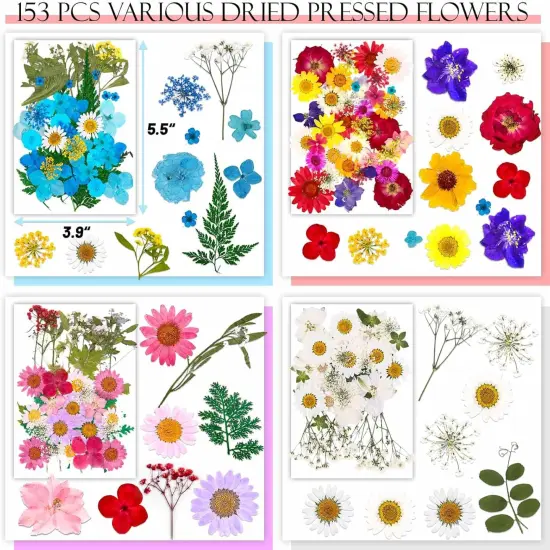 153 Pcs Dried Pressed Flowers for Crafts {4}