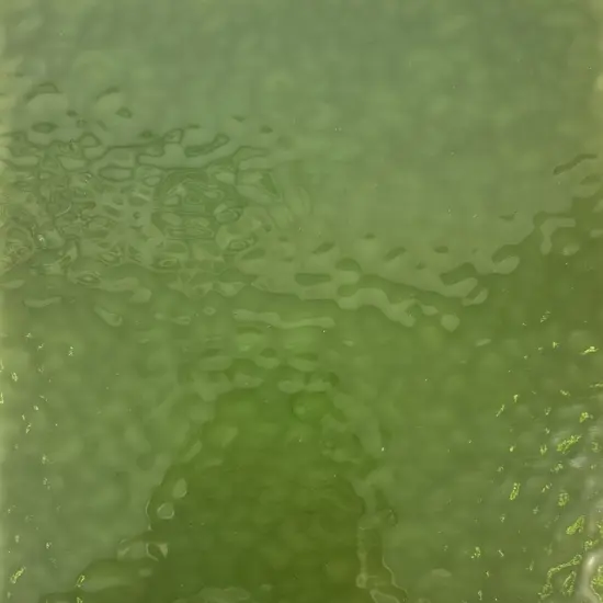 Wissmach ASPARAGUS English Muffle Stained Glass Sheet &ndash; Vintage Ripple Textured Art Glass for Mosaics, Panels, Lamps & DIY Crafts | Hand-selected by The Little Flowers {2}