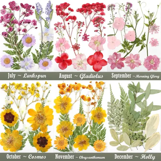 12 Packs Real Dried Flowers for Crafts {4}