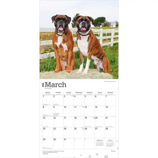 Boxers International Edition | 2026 12 x 24 Inch (Hanging) Monthly Square Wall Calendar | Plastic-Free {3}