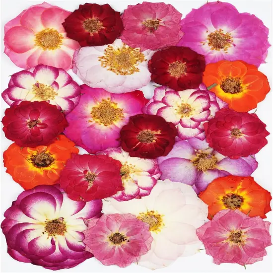 22Pcs Rose Dried Pressed Flowers for Crafts {1}
