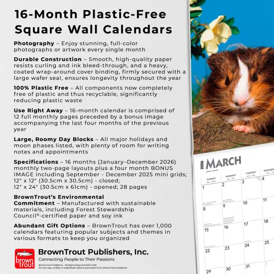Guinea Pigs | 2026 12 x 24 Inch (Hanging) Monthly Square Wall Calendar | Plastic-Free {6}