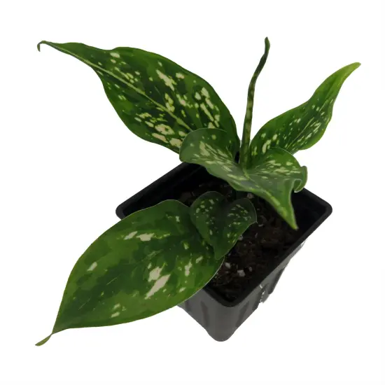 Variegated Snowflake Chinese Evergreen Plant - Aglaonema - Low Light - 2.5" Pot {3}