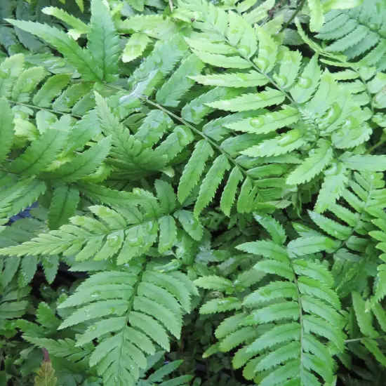 Shaggy Shield Fern -Dryopteris cycadina- Indoors or Out - 4" Pot {4}