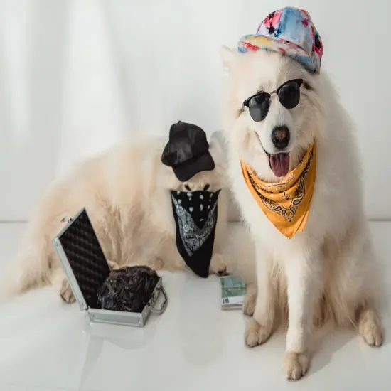 Balec Dog Solid Cotton Bandanas - 5 Pieces - Scarf Triangle Bibs for Any Small, Medium or Large Pets {4}