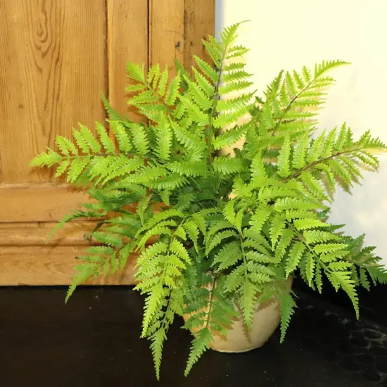 2PC All Weather Boston Fern Plant With 7 Silk Fronds - 28" Wide {1}