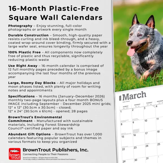 Blue Heelers | 2026 12 x 24 Inch (Hanging) Monthly Square Wall Calendar | Plastic-Free {6}