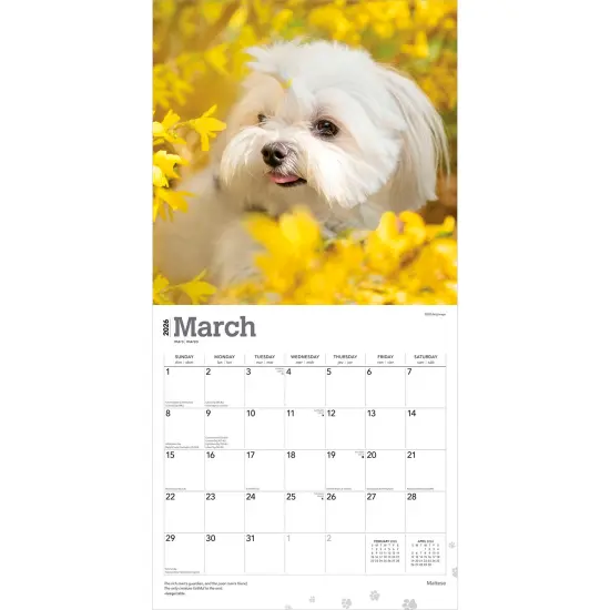 Maltese | 2026 12 x 24 Inch (Hanging) Monthly Square Wall Calendar | Plastic-Free {3}