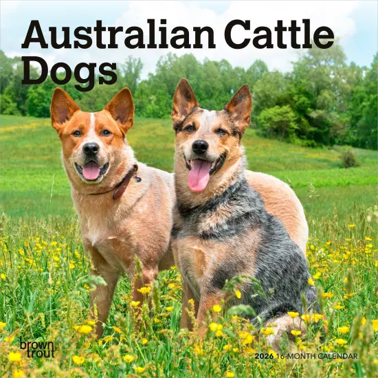 Australian Cattle Dogs | 2026 7 x 14 Inch (Hanging) Monthly Mini Wall Calendar {1}