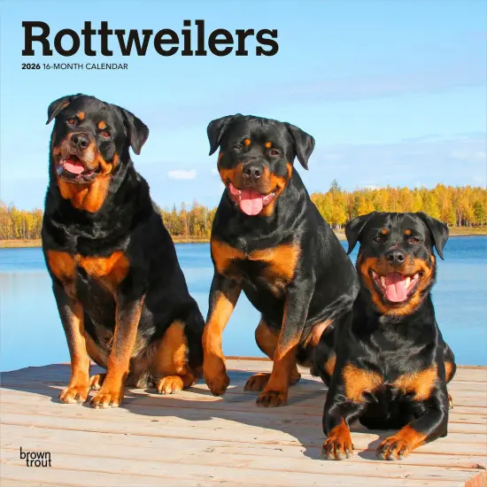 Rottweilers | 2026 12 x 24 Inch (Hanging) Monthly Square Wall Calendar | Plastic-Free {1}