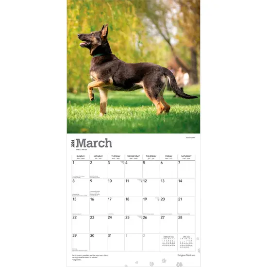 Belgian Malinois | 2026 12 x 24 Inch (Hanging) Monthly Square Wall Calendar | Plastic-Free {3}