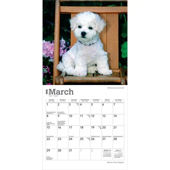 Bichon Frise Puppies | 2026 7 x 14 Inch (Hanging) Monthly Mini Wall Calendar {3}