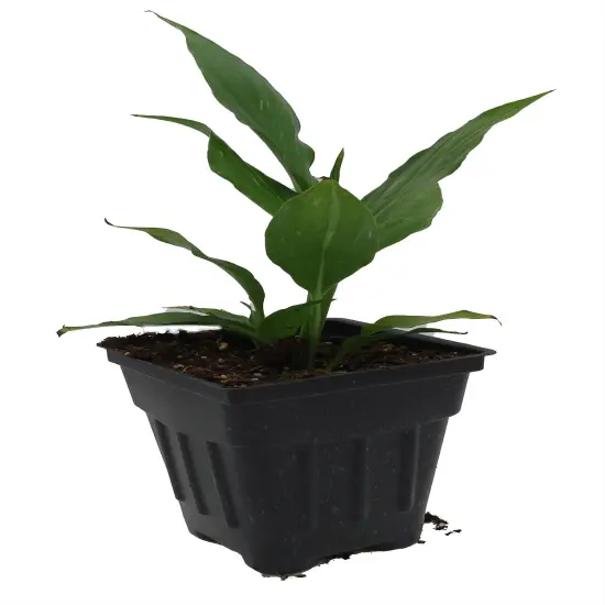 Disco Peace Lily Plant - Spathyphyllium - 2.5" Pot {5}