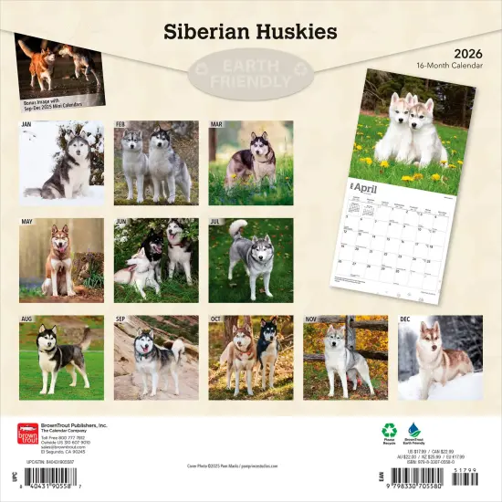 Siberian Huskies | 2026 12 x 24 Inch (Hanging) Monthly Square Wall Calendar | Plastic-Free {2}