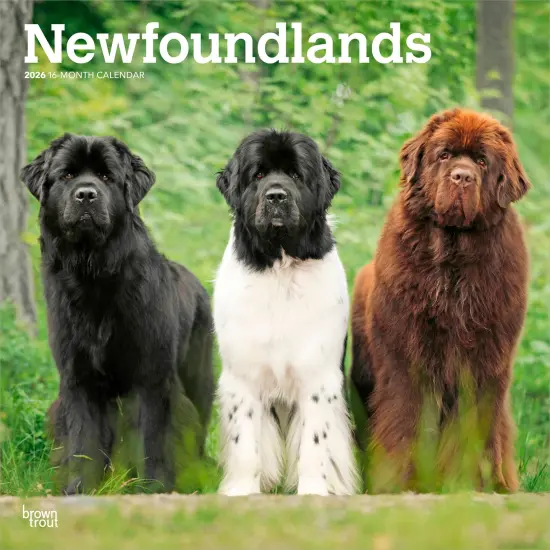 Newfoundlands | 2026 12 x 24 Inch (Hanging) Monthly Square Wall Calendar | Plastic-Free {1}