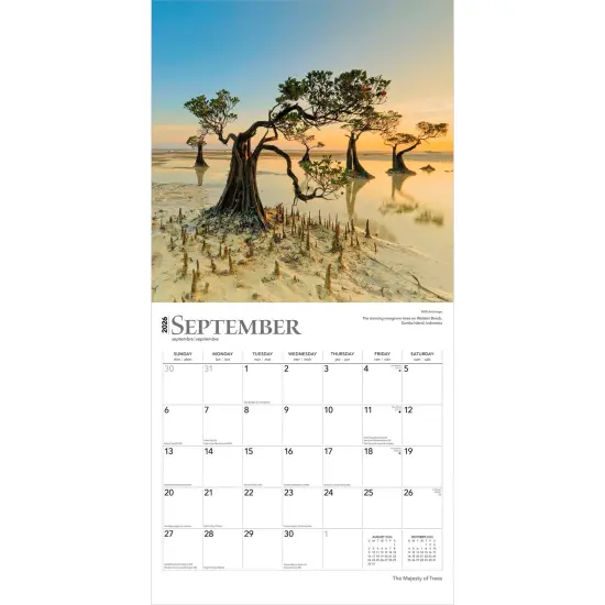 The Majesty of Trees | 2026 12 x 24 Inch (Hanging) Monthly Square Wall Calendar | Plastic-Free {4}