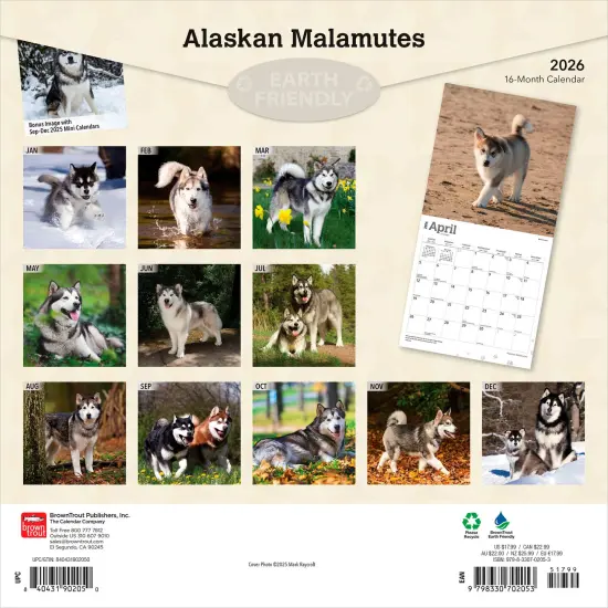 Alaskan Malamutes | 2026 12 x 24 Inch (Hanging) Monthly Square Wall Calendar | Plastic-Free {2}