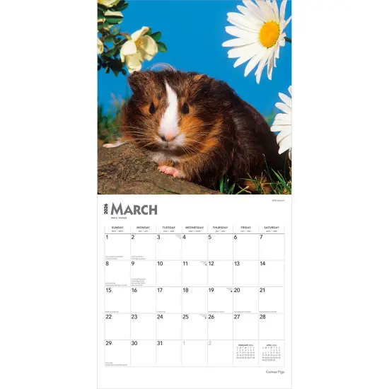Guinea Pigs | 2026 12 x 24 Inch (Hanging) Monthly Square Wall Calendar | Plastic-Free {3}