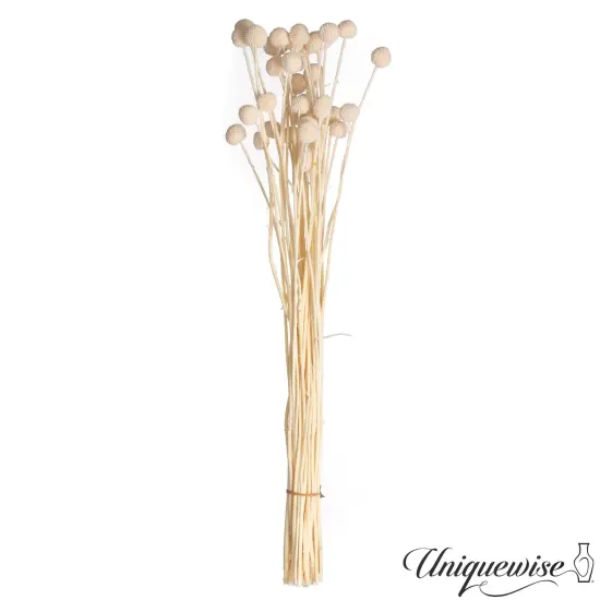 Uniquewise Preserved Real Floral Stems Chic Vase Fillers & Accents for Bouquets Centerpieces & Ornamental Displays Ideal for Home Office Boutique Cafe Resto Bar and Event Decor Ow billy buttons {1}